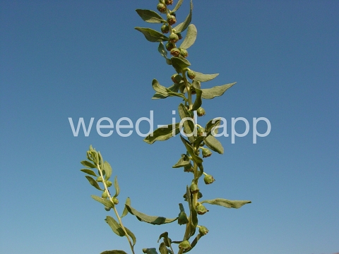 sumpweed, poverty